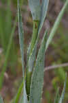 Yuccaleaf eryngo <BR>Northern rattlesnake master